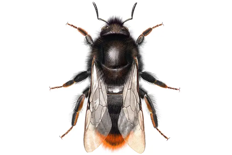 Dronning av steinhumle