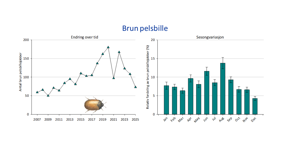 2 grafer og illustrasjon, en graf viser totalt antall bekjempelser av brun pelsbille i årene 2007-2025, og en graf viser sesongvariasjon, med gjennomsnittlig prosentvis andel bekjempelser for ulike måneder (med standardfeil). Illustrasjon av brun pelsbille.