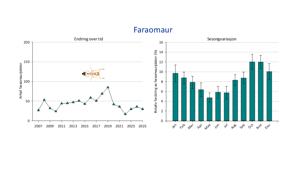 2 grafer og illustrasjon, en graf viser totalt antall bekjempelser av faraomaur i årene 2007-2025, og en graf viser sesongvariasjon, med gjennomsnittlig prosentvis andel bekjempelser for ulike måneder (med standardfeil). Illustrasjon av faraomaur.