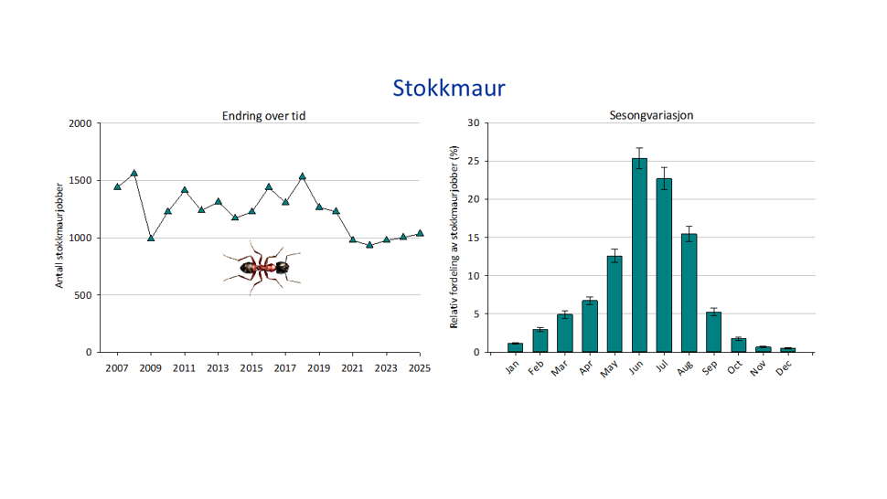 2 grafer og illustrasjon, en graf viser totalt antall bekjempelser av stokkmaur i årene 2007-2025, og en graf viser sesongvariasjon, med gjennomsnittlig prosentvis andel bekjempelser for ulike måneder (med standardfeil). Illustrasjon av stokkmaur..