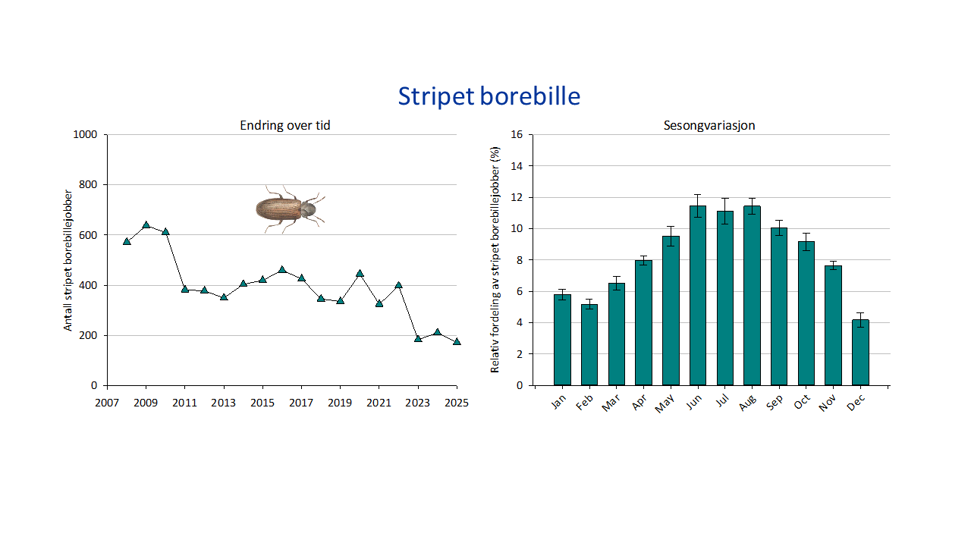 2 grafer og illustrasjon, en graf viser totalt antall bekjempelser av stripet borebille i årene 2007-2025, og en graf viser sesongvariasjon, med gjennomsnittlig prosentvis andel bekjempelser for ulike måneder (med standardfeil). Illustrasjon av stripet borebille.