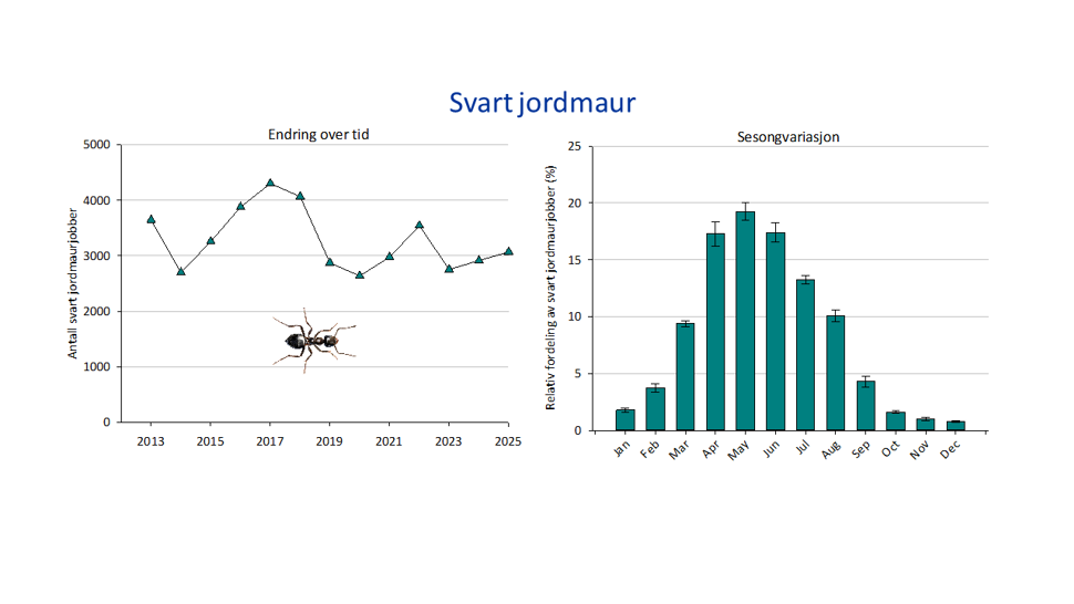 2 grafer og illustrasjon, en graf viser totalt antall bekjempelser av svart jordmaur i årene 2013-2025, og en graf viser sesongvariasjon, med gjennomsnittlig prosentvis andel bekjempelser for ulike måneder (med standardfeil). Illustrasjon av svart jordmaur.