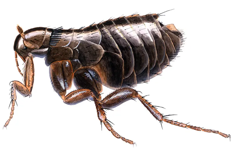 Fugleloppe/hønseloppe