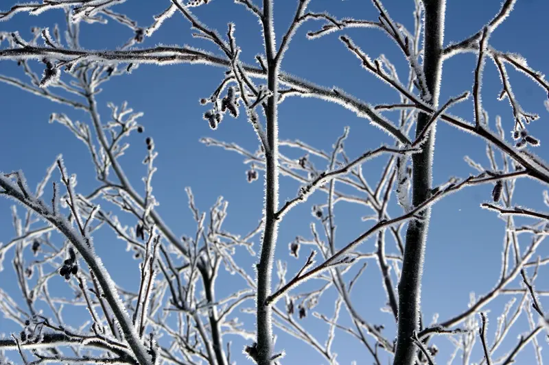 rimfrosne trær