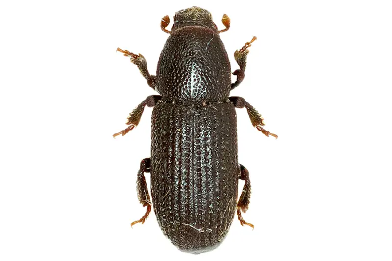 Barkbille, granrotbille