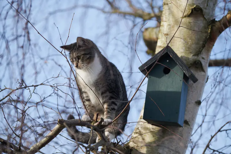 katt ved fuglehus i tre