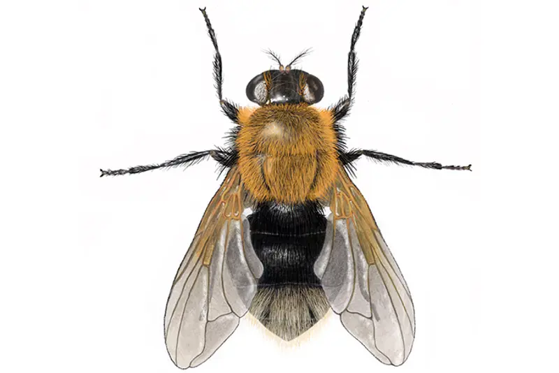Humlebolflue