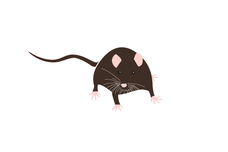 Illustrasjon av en brun rotte