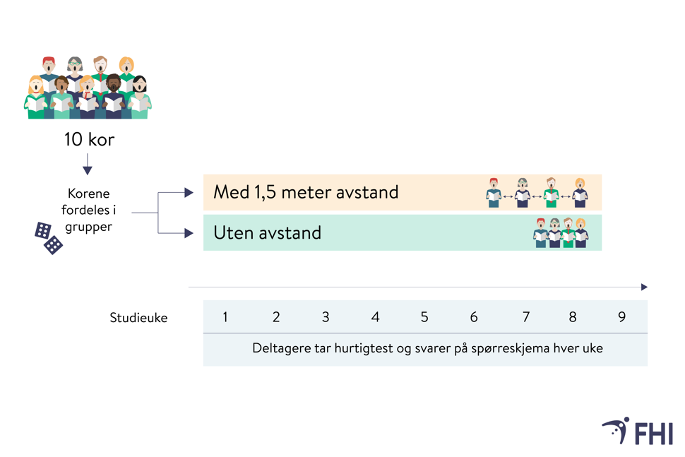 flytskjema om hvordan korstudien gjennomføres (9 kor fordeles i tilfeldige grupper med avstand eller ikke avstand) og over hvor lang tid (9 uker)