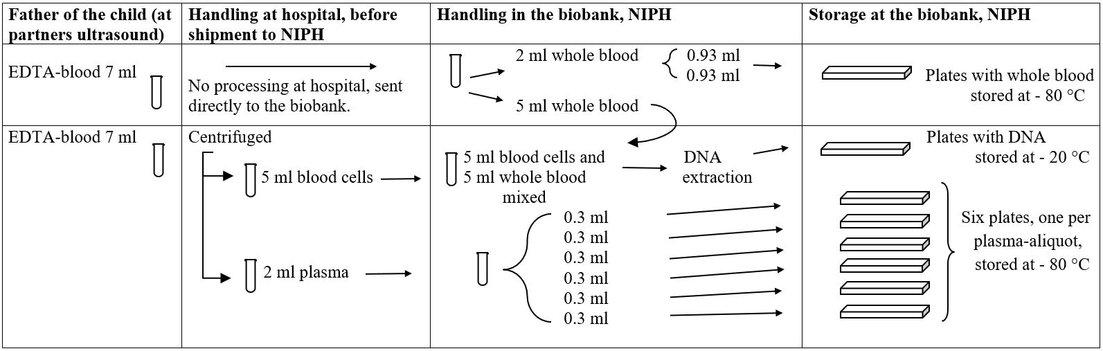 Figure 3. Flow chart of the process from MoBa sample collection to storage of the different specimen at the biobank. This chart shows the process for samples collected from the fathers taken at partners ultrasound at week 17th - 20th of pregnancy. 
