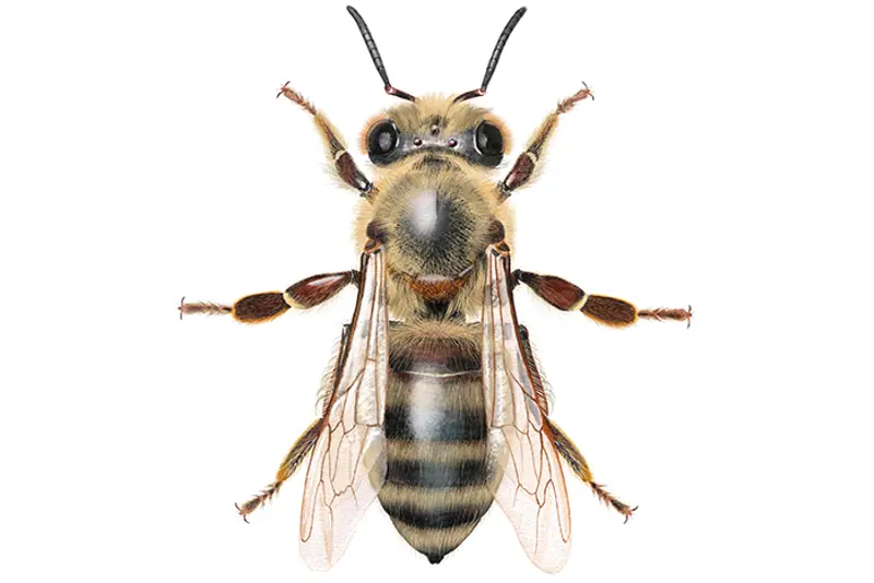 Arbeider av honningbie