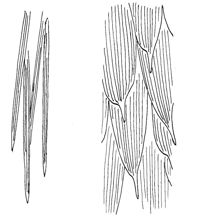 Skjell på larven til brun pelsbille (t.v.) og pelsbille (t.h.)