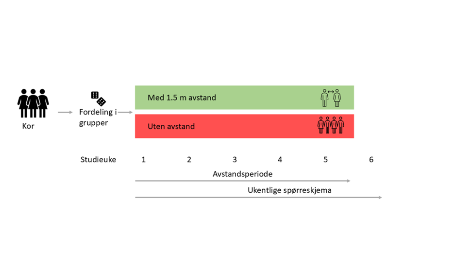 Illustrasjon over hvordan korene fordeles inn i to ulike grupper; en som holder avstand på øvelser og en som ikke gjør det (kontrollgruppen)