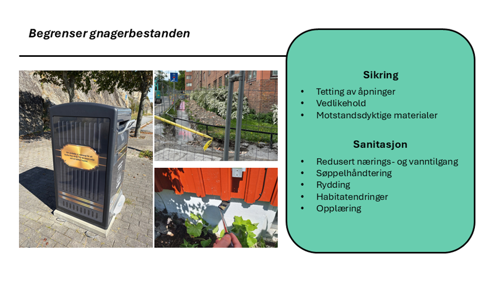 Figur som viser tiltak for å begrense gnagerbestanden, med en tekstboks med punkter om sikring som tetting av åpninger, vedlikehold og motstandsdyktige materialer, samt sanitasjon som redusert nærings- og vanntilgang, søppelhåndtering, rydding, habitatendringer og opplæring. Det er fotografier av en søppelkasse, en byggeplass og et inspeksjonsspeil for å sjekke gnagersikring av bygg.