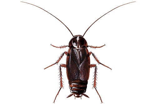 Orientalsk kakerlakk