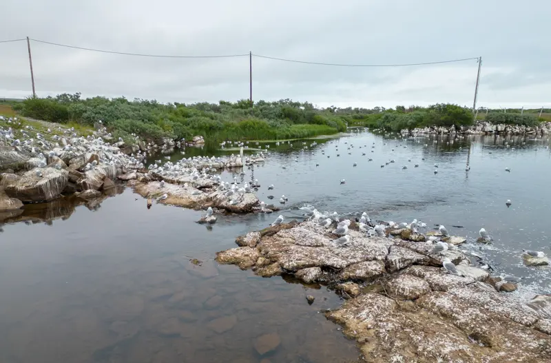 Syke og døde måler ved vann