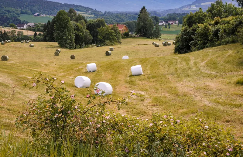 Agricultural fields in Norway
