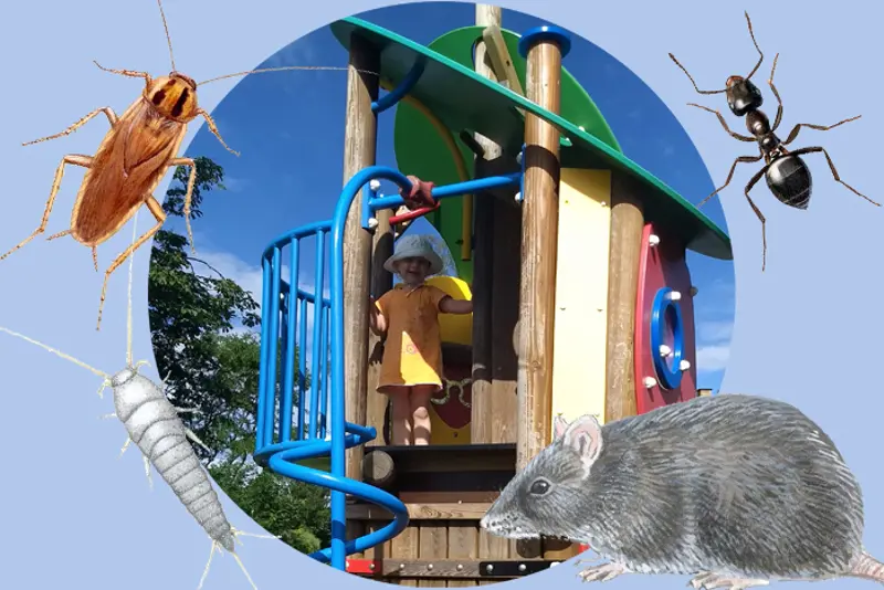 Barnehage og skadedyr