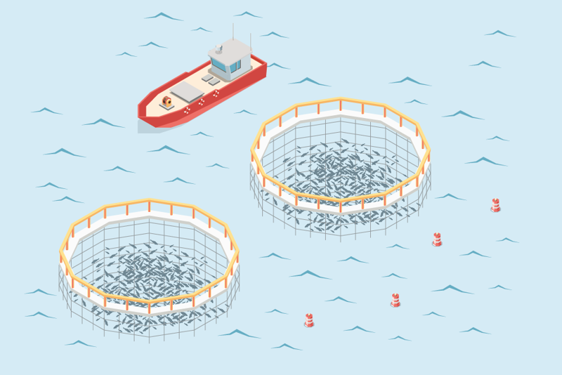 fiskeoppdrettsanlegg (illustrasjon)