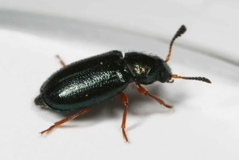 Rødfotet skinkebille