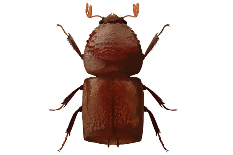 Hettebille FHI - Amalia Mailli