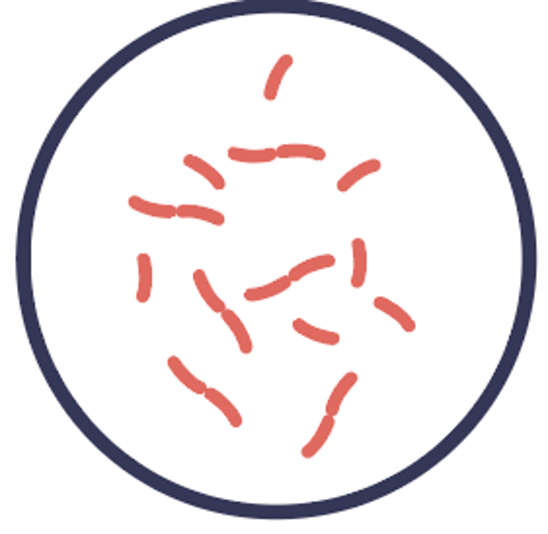 Illustrasjon av gram negative staver i mikroskop