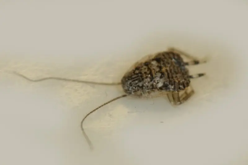 Nymfe av orkidékakerlakk