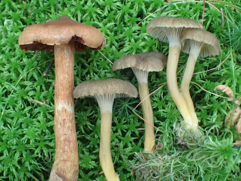 Foto av 5 sopper som ligger på grønt underlag. Den første soppen (fra venstre) er en spiss giftslørsopp. Den første soppen fra venstre er litt brunere og litt større enn de andre fire soppene (traktkantareller) som ligger på høyre side.