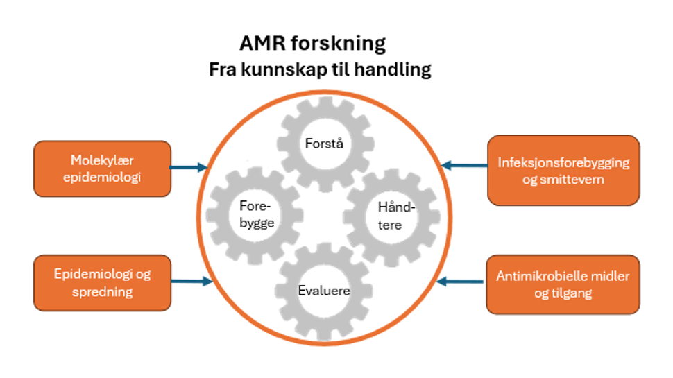 Figuren viser visuelt hvilken AMR-forskning som gjøres på FHI.