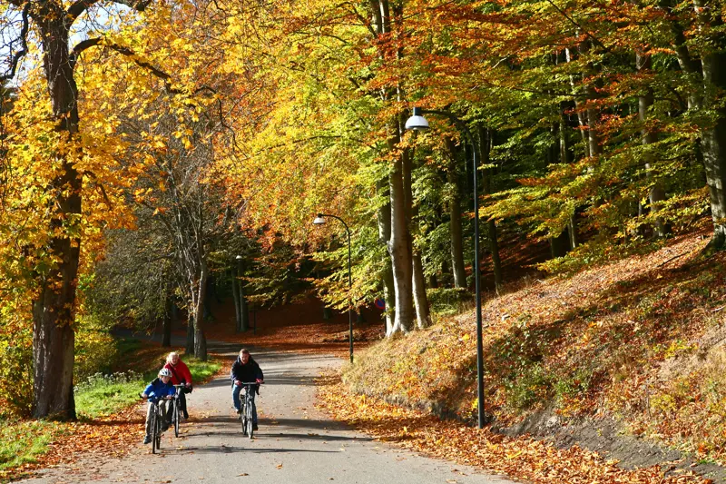 Familie på sykkeltur i høstkledd skog