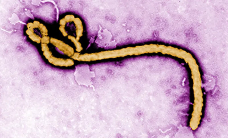 ebolavirus-liten.jpg