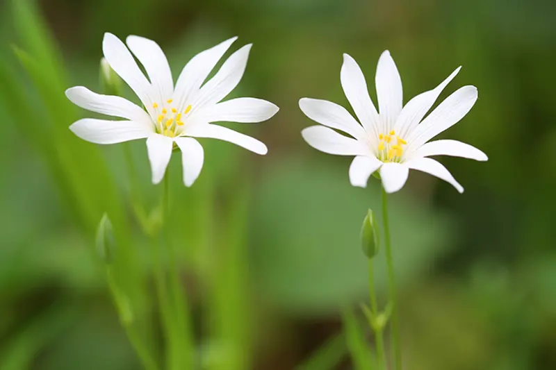 illustrasjonsfoto to hvitveis