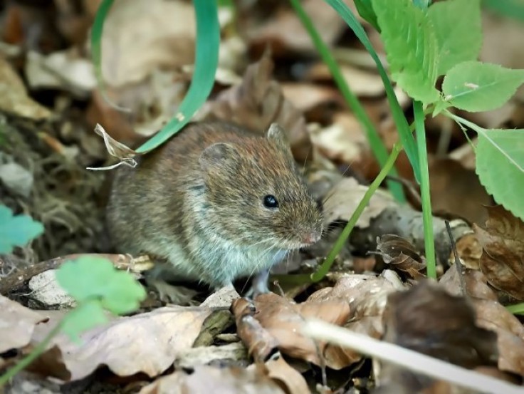 illustrasjonsfoto av mus i skogen