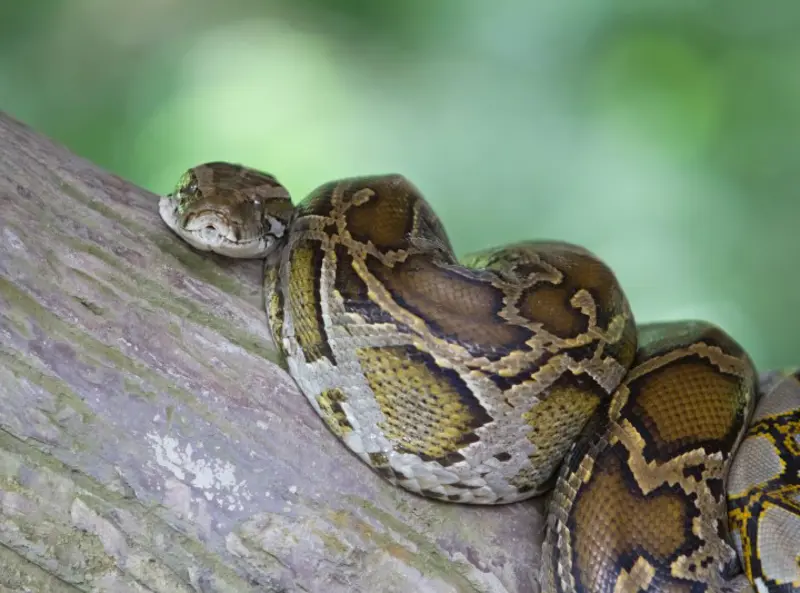 Kongeboa (Boa constrictor)
