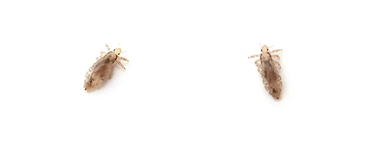 illustrasjon av hodelus som kryper