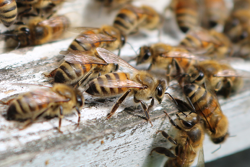 Honningbier