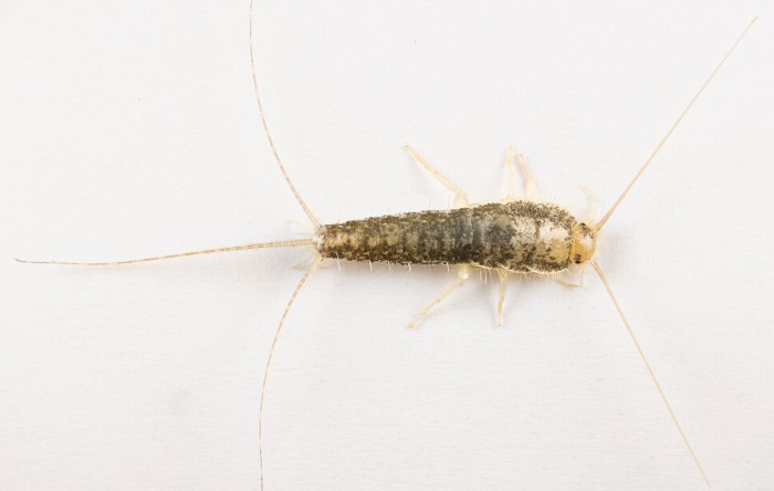 fly periode Professor Examples of control of long-tailed silverfish with bait in different  premises - NIPH