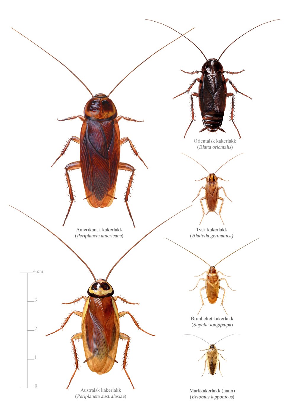 Noen vanlige arter av kakerlakker gjengitt i tilnærmet riktig størrelse i forhold til hverandre