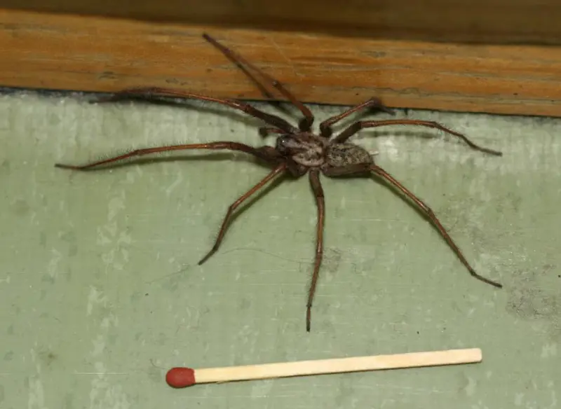 Stor husedderkopp (hann)