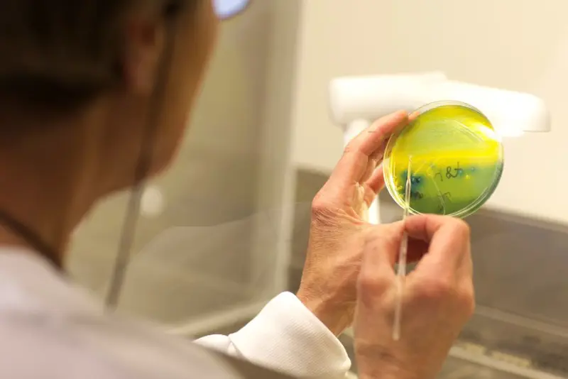 Analyse av E. coli-bakterie i laboratoriet Folkehelseinstituttet