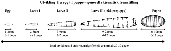 Spyfluer - utvikling fra egg til puppe