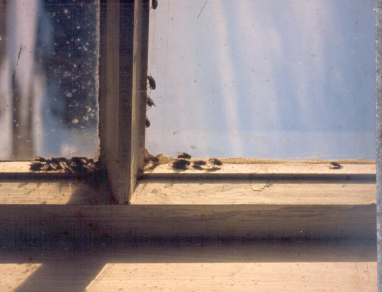Loftsfluer i vindu